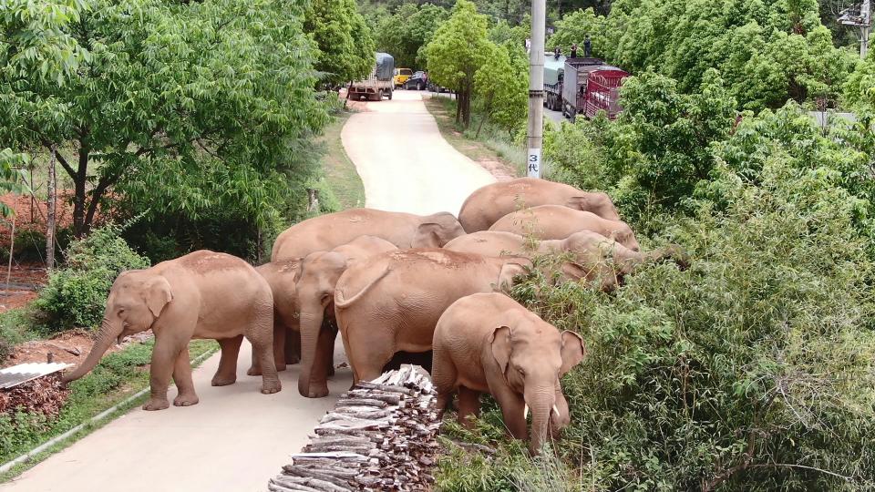 The migrating herd of elephants graze near Shuanghe Township, Jinning District of Kunming city in southwestern China's Yunnan Province (Yunnan Forest Fire Brigade)