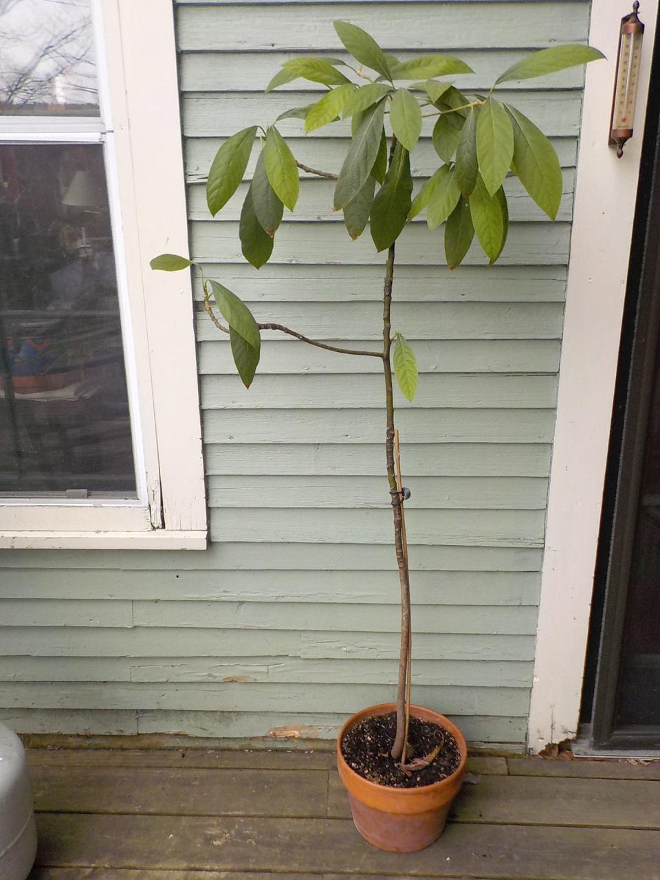 This avocado tree lives inside all winter but goes on the deck in the summer.