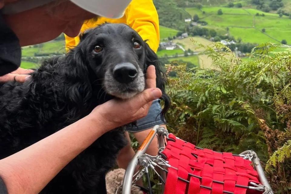 Chilli, a retriever spaniel cross who Starmer helped to rescue (Langdale Ambleside MRT / Instagram)