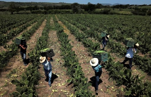 A material developed by a Mexican researcher is made with the prickly pear's juice and can be turned into discardable, non-polluting packaging