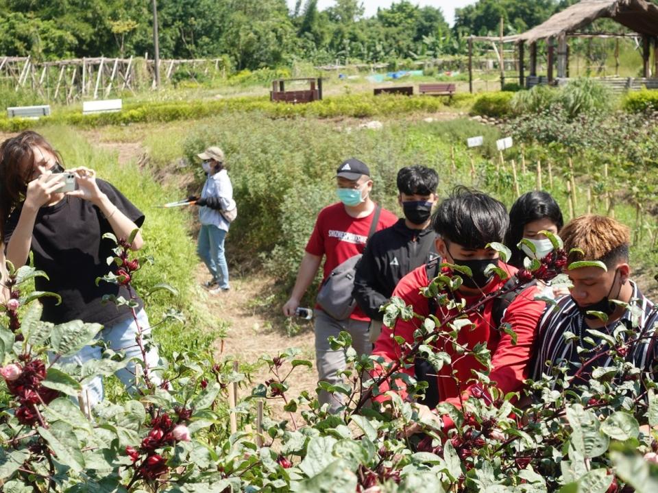 「Lipahak三峽野菜園區」內的鮮紅洛神花由當地族人種植，吸引原青們注意、紛紛拿起手機拍照紀錄。   圖：新北市原民局提供