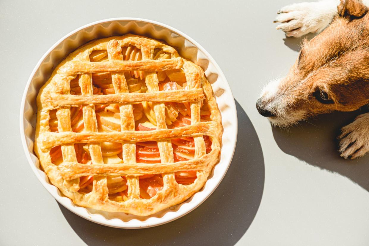 An apple pie in a white pie dish cooling on a light grey table with a Jack Russell Terrier sniffing it