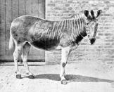 <p>The Quagga was native to South Africa and went extinct in the late 19th century. For a long time, the quagga was thought to be its own species before it was discovered that it was closely related to the Plains Zebra and was, in fact, a subspecies of the zebra.</p><p>Quagga's were interesting in appearance quite literally looking the mashup between two animals—a zebra in the front thanks to the famous zebra stripes adorning this part of its body, and a horse in the rear due to the lack of stripes in this area.</p><p>Scientists are trying to resurrect the quagga and have seen some success via <a href="https://www.cnn.com/2016/01/25/africa/quagga-project-zebra-conservation-extinct-south-africa/index.html" rel="nofollow noopener" target="_blank" data-ylk="slk:reverse engineering by selectively breeding zebras;elm:context_link;itc:0;sec:content-canvas" class="link ">reverse engineering by selectively breeding zebras</a> (who carry quagga genes).</p><p><strong>Cause of Extinction:</strong> humans hunted the quagga to extinction.</p>