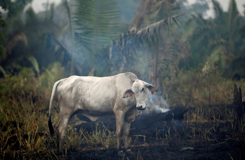 Pictures of the Year: Fires in the Amazon: a barrier to climate change up in smoke