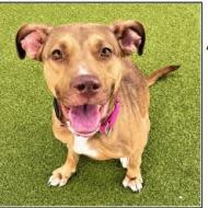 Sally, a 2-year-old Lab-Shepherd mix at SPCA Florida.