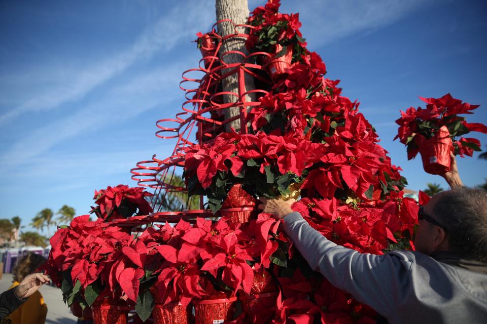 Members of the Fort Myers Beach Public Works Department and a slew of volunteers called upon by Beach Talk Radio built the traditional poinsettia tree in Times Square on Fort Myers Beach on Thursday, Nov. 30, 2023.