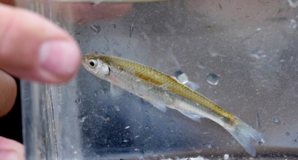 An emerald shiner fish is inspected before being released by a group from the Natural Resources Research Institute (NRRI) University of Minnesota Duluth Great Lakes Coastal Wetlands Monitoring Program while sampling plants and invertebrates in the wetlands area near the bay of Green Bay.