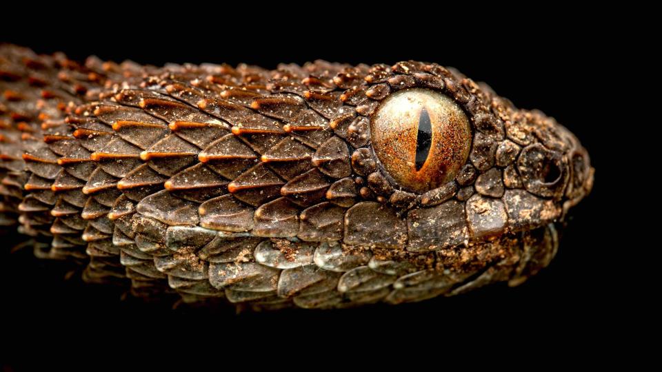 brown and orange spiky snake with huge orange eye