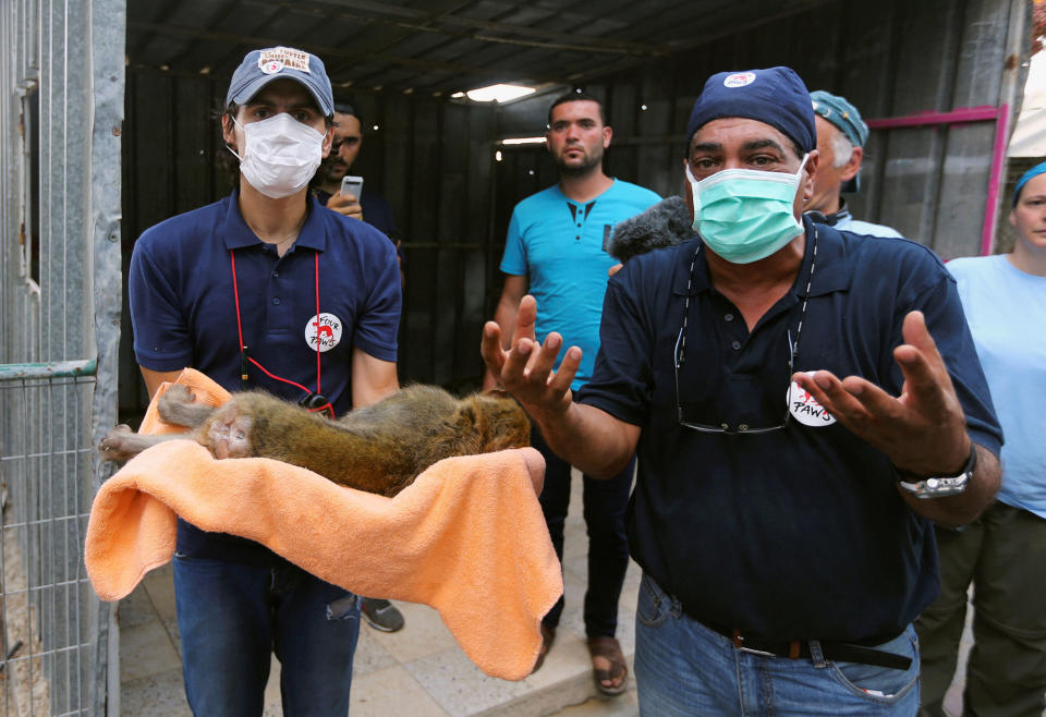 <p>A member of Four Paws International team carries a sedated monkey before it is taken out of Gaza, at a zoo in Khan Younis in the southern Gaza Strip on Aug. 23, 2016. (REUTERS/Ibraheem Abu Mustafa) </p>