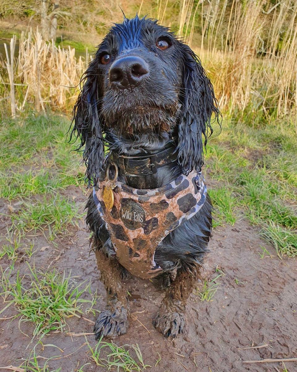 3) Skye, Working Cocker Spaniel, Hampshire