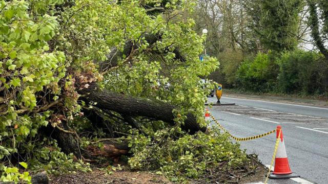 Tree falls in Chorley blocking road and taking out wall - LancsLive