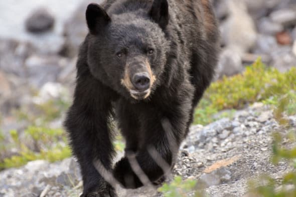 bear bites off boy's arm at china zoo