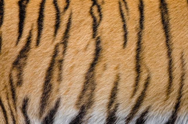 Why do tigers have stripes?