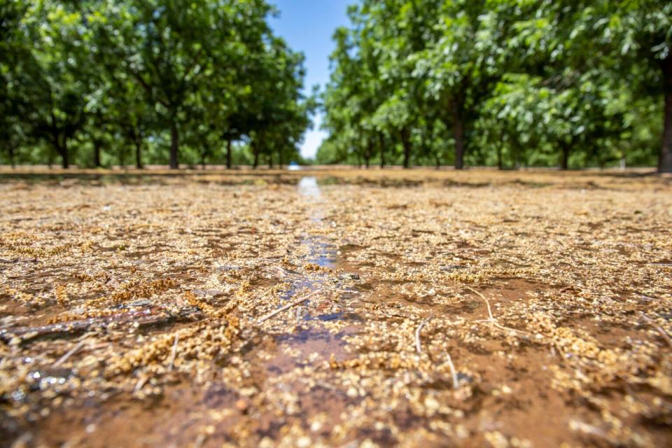 Irrigation water sinks into pecan groves on the Texas-New Mexico border. Farmers in the region have been relying on groundwater pumping to keep crops alive as irrigation water has become increasingly unreliable.