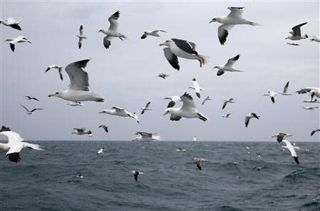 Northern gannets (morus bassanus) and great black-backed gulls (larus marinus) fly over the waves as the Boulogne sur Mer based trawler "Nicolas Jeremy" travels off the coast of Calais, northern France October 22, 2013. REUTERS/Pascal Rossignol