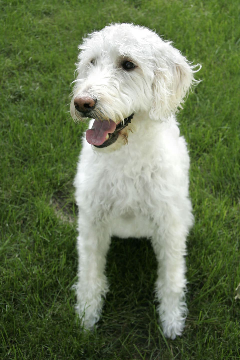 <p>If you can't decide between an adorable poodle and a lovable labrador retriever, why not get both? This hypoallergenic dog has a low-shedding coat, is incredibly affectionate, and loves to <a rel="nofollow noopener" href="https://www.womansday.com/life/pet-care/a3915/tips-for-choosing-a-dog-sitter-78227/" target="_blank" data-ylk="slk:play with others;elm:context_link;itc:0;sec:content-canvas" class="link ">play with others</a>. Many labradoodles are actually guide dogs for the blind, because of their attentiveness to their owners and calming demeanor. </p>