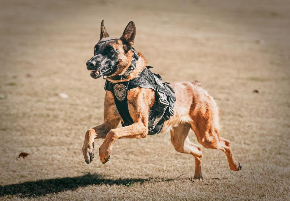 K-9 Chase, a police dog in Cobb County, Georgia, died of heat-related injuries after being left too long inside of a patrol car after its air conditioning system failed. / Credit: Cobb County Police Department / Facebook