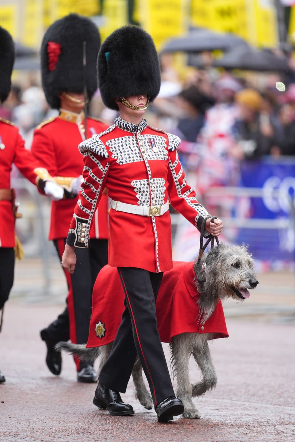 a member of the irish guards and their mascot, irish wolfhound seamus, march along the mall towards horse guards parade, central london, during the celebrations for king charles iiis official birthday picture date saturday june 15, 2024 photo by james manningpa images via getty images