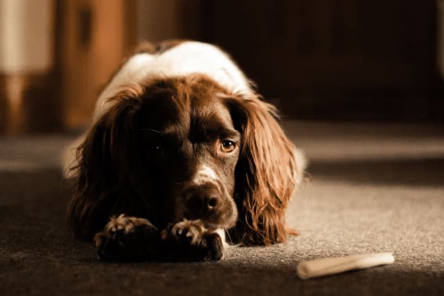 A very sad looking brown and white Springer Spaniel dog in a house alone, with a dog chew stick in front of him.