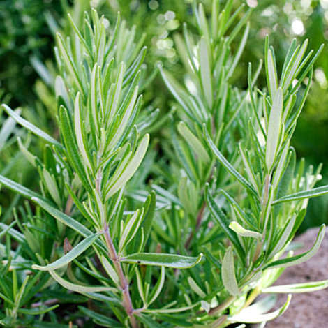 Rosemary to spice up pastas and roasts