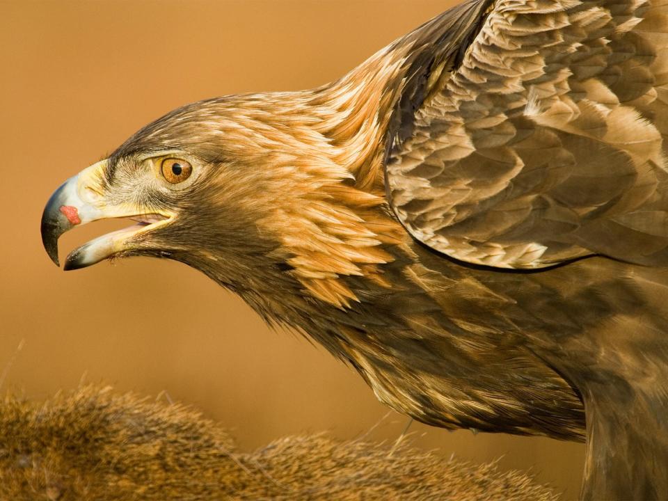 A 2017 study found nearly one third of tagged golden eagles have been killed in suspicious circumstances (Michael McGregor/RSPB Images)