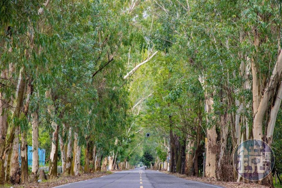 吾拉魯滋部落旁有一條筆直美麗的白千層綠蔭大道。