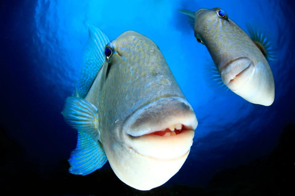 Premios de Fotografía The Comedy Wildlife 2022, Arthur Telle Thiemann, Telde, España. Título “¡Sonríe!”, una pareja de peces ballesta grises miran a la cámara en Faial, Azores.