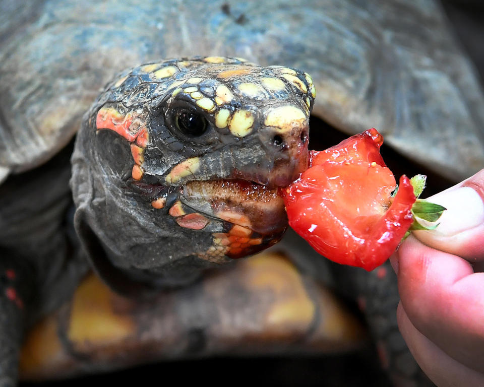 Die besten Tierfotos der Woche (30.6. bis 06.07.2018)