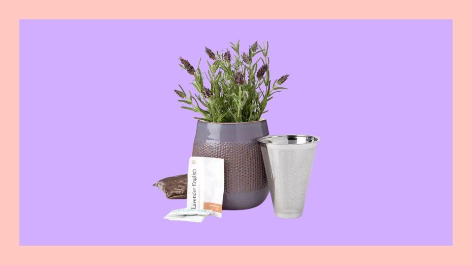 Best gifts for plant moms: Self-Watering Lavender Grow Kit.