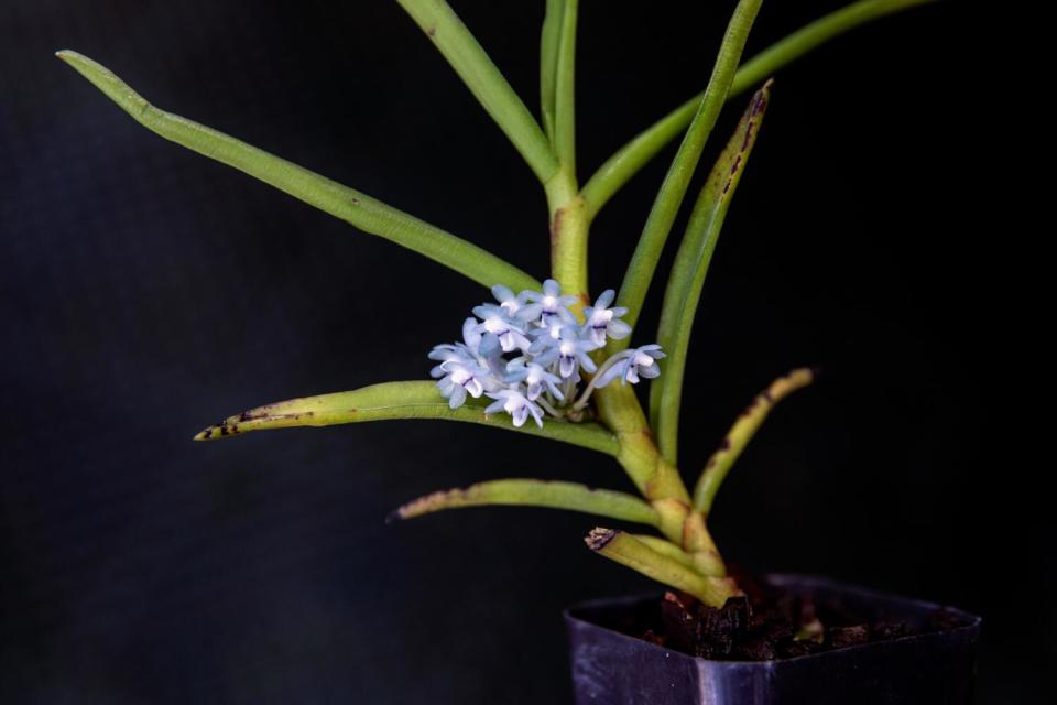 A Cleisocentron-gokusingii orchid in bloom at the Huntington.