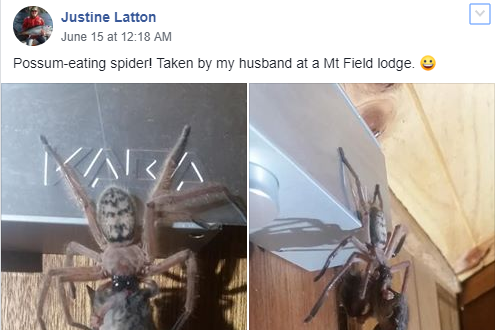 Justine Latton shared the image her husband had taken on a Facebook group about spiders (Justine Latton/Facebook)