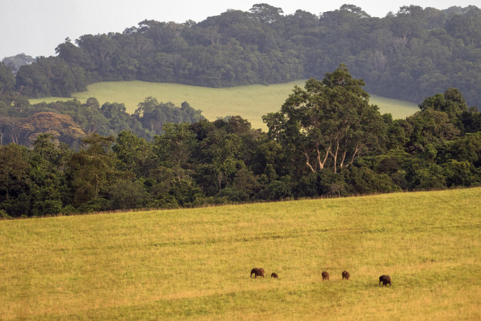 Forest elephant graze in Gabon's Pongara National Park, on March 12, 2020. Gabon holds about 95,000 African forest elephants, according to results of a survey by the Wildlife Conservation Society and the National Agency for National Parks of Gabon, using DNA extracted from dung. Previous estimates put the population at between 50,000 and 60,000 or about 60% of remaining African forest elephants. (AP Photo/Jerome Delay)