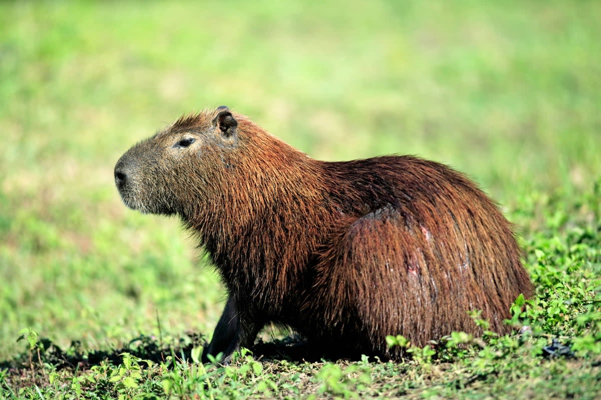 The capaybara was last seen on Saturday (stock photo) 