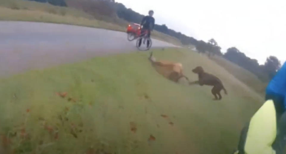 A dog is filmed attack a deer in Richmond Park, England.