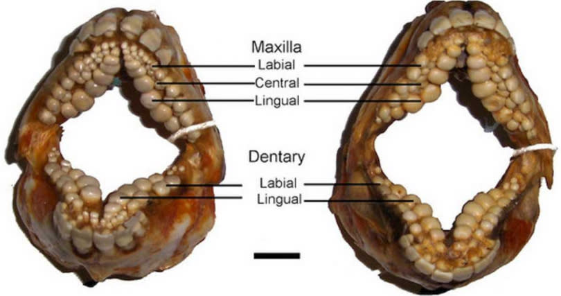 「羊鯛」牙齒完整結構，門牙後方還有三排像臼齒一樣的大牙。(圖／翻攝自網路)