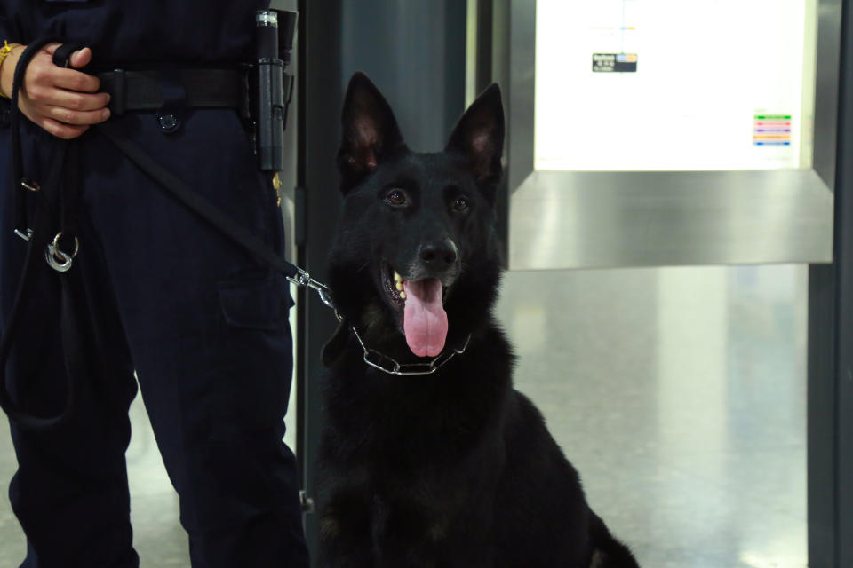 Esso, a sniffer dog from the Singapore Police Force’s K-9 Unit. (PHOTO: Dhany Osman / Yahoo News Singapore)