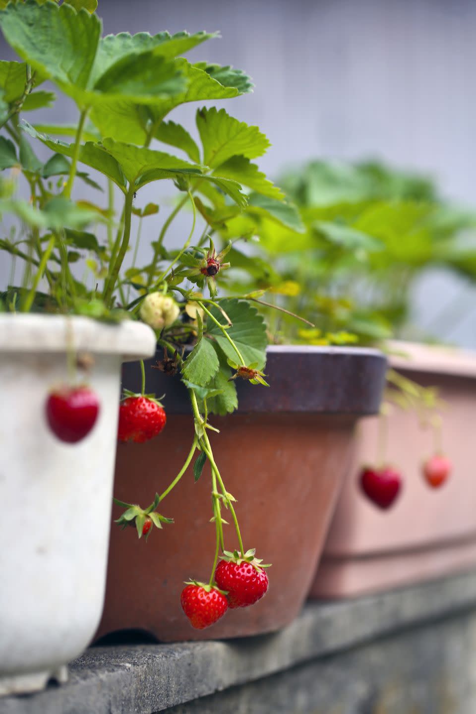 how to grow strawberries