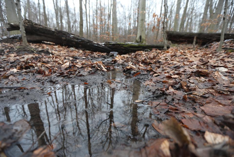 Rain and snow melt off leaves puddles and small creeks throughout the trails at the park.