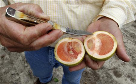 Citrus affected by 'greening', an insect-borne bacterial disease is shown in a laboratory at the U.S. Department of Agriculture's Horticultural Research Laboratory in Fort Pierce, Florida in this September 26, 2010, file photo. REUTERS/Joe Skipper/File