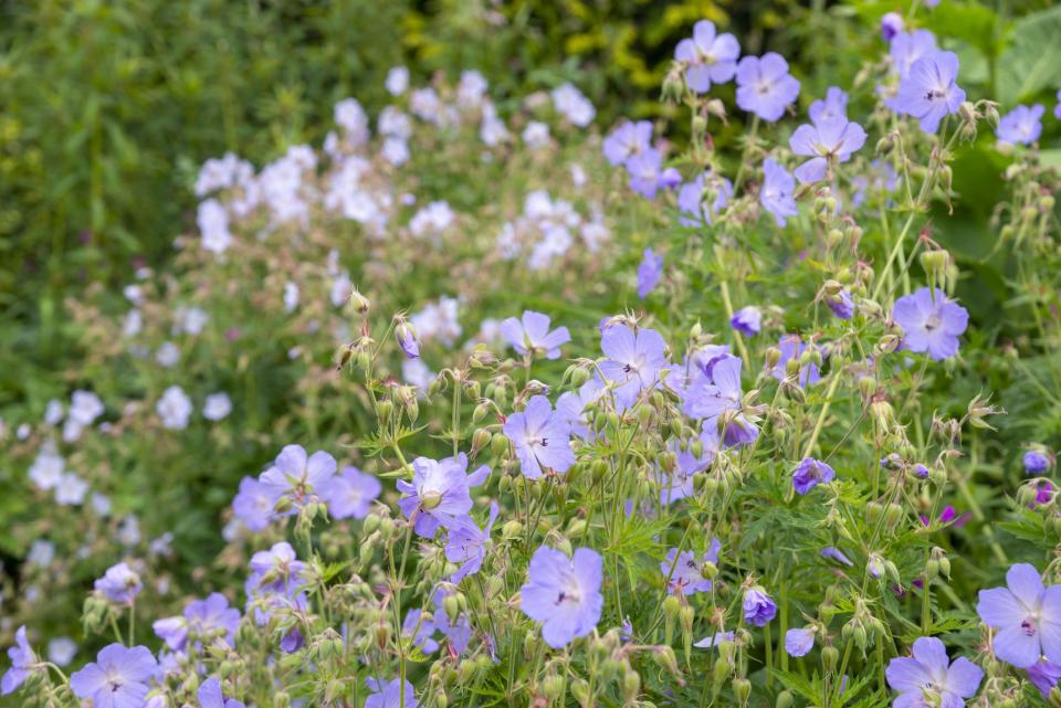 25 Low-Maintenance Ground Cover Plants That Help Protect Your Backyard