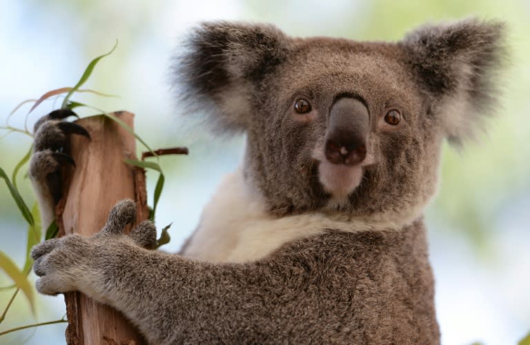 Australian 'Bear Grylls' koala hit by car and survives - BBC News