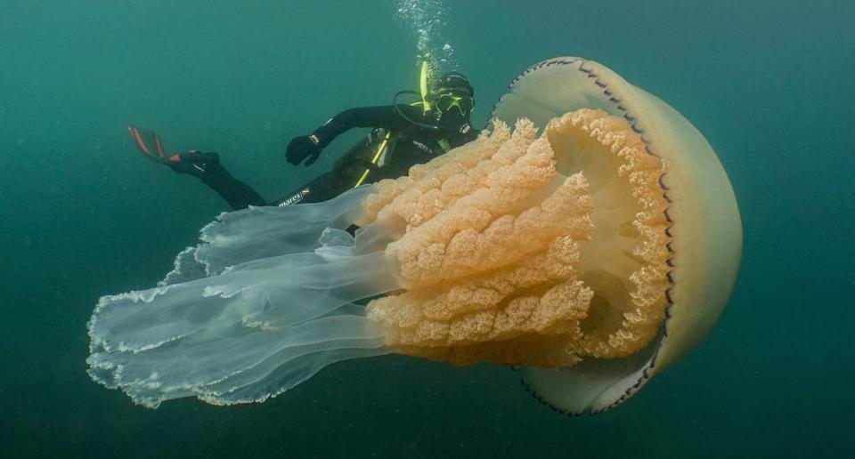 Giant barrel jellyfish seen in waters off Cornwall. Pictured with diver, Lizzie Daly. Source: Dan Abbott 