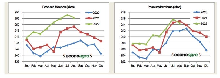 En la evolución del peso de la res, los machos han crecido en promedio estos últimos ocho meses un1,9% comparado con igual período del 2021 y un 3,1% si la comparación se hace con el 2020. Dentro de los machos, son los novillos quien más han aumentado (2,9%). También existió un incremento en el peso de faena de las hembras, las mismas han aumentado un 1% respecto de 2021 y un 2% respecto de 2020