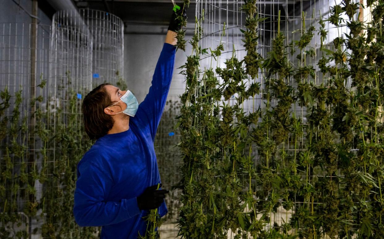 Production worker Nicholas Vince hangs cannabis to dry in the dry and cure room at Wy'east Oregon Gardens in Portland  - Alisha Jucevic