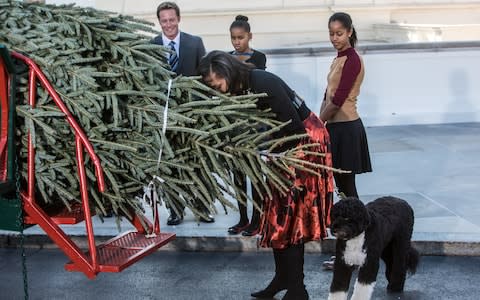 The Obama family taking delivery of a 19-foot Fraser fir Christmas tree for the White House in 2012.  - Credit: &nbsp;Getty Images/&nbsp;Brendan Hoffman