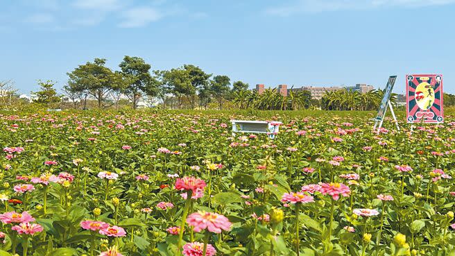 台南市鹽水區信義路月津港旁的花海，面積廣達2.5公頃，正盛開中，鹽水區公所也於花海內設置裝置藝術。（張毓翎攝）