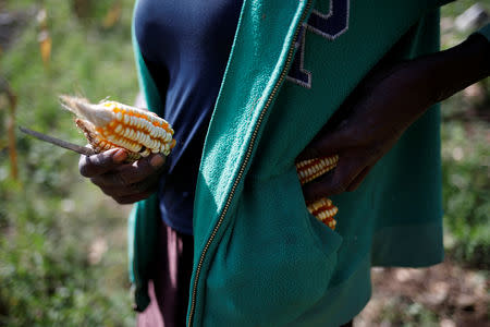 A woman puts corncobs in her pockets as she harvests corn in a field in Boucan Ferdinand, Haiti, October 2, 2018. REUTERS/Andres Martinez Casares