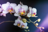 <p>Orchideen sind ein Symbol für Fruchtbarkeit und Lust und damit verbunden auch Reichtum und Macht. In anderen Kulturen wurde der Orchidee schon die Kraft zugeschrieben, das Geschlecht ungeborener Kinder bestimmen zu können: Für einen Sohn musste der Vater die Blume verspeisen, für eine Tochter hingegen die Mutter. Das ist allerdings nicht zur Nachahmung empfohlen. (Bild: Getty Images) </p>