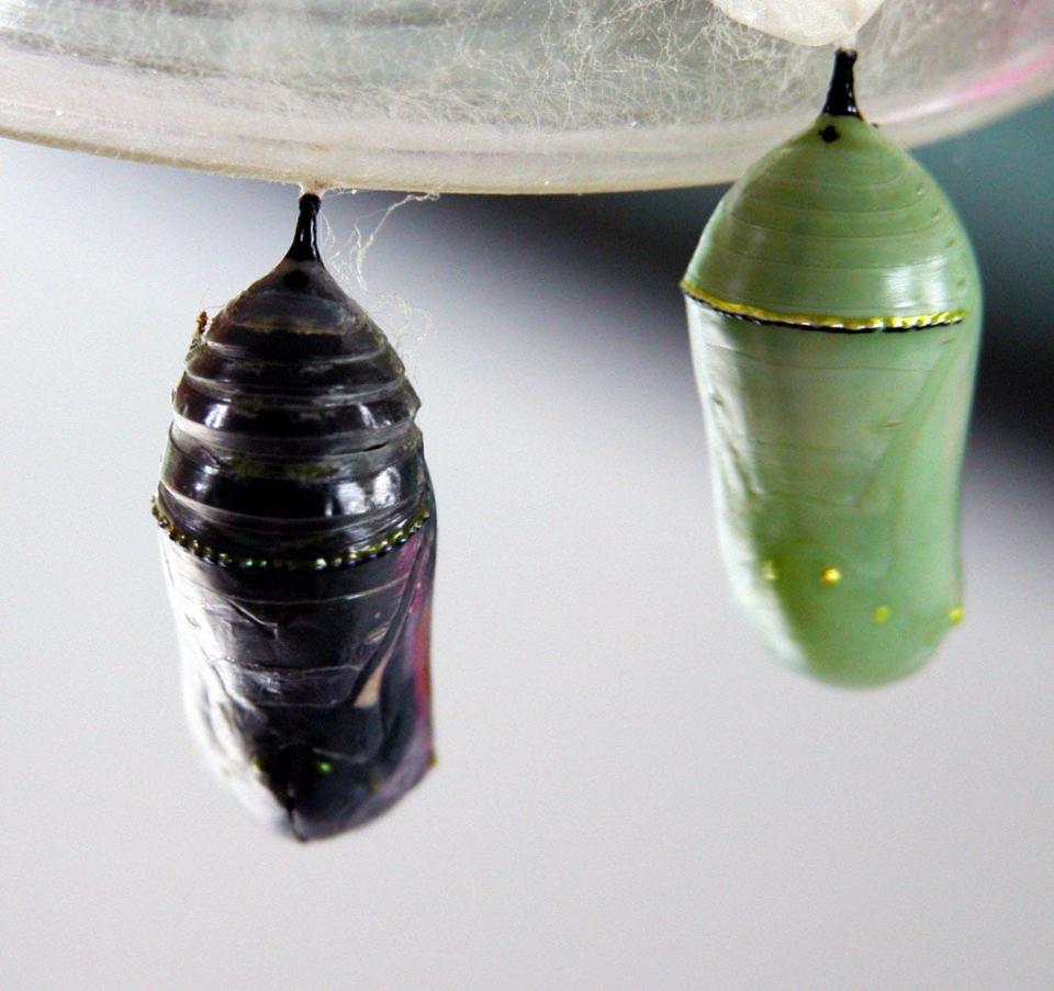A monarch butterfly pupa and chrysalis.