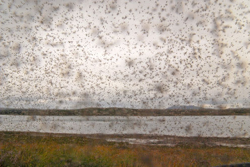 <span class="caption">Bonnie Scotland. </span> <span class="attribution"><a class="link " href="https://www.shutterstock.com/image-photo/swarm-midges-culicoides-impunctatus-scotland-560352292?src=FiD3wFGKZ7QWxxA3jQOSZQ-1-1" rel="nofollow noopener" target="_blank" data-ylk="slk:Malago;elm:context_link;itc:0;sec:content-canvas">Malago</a></span>